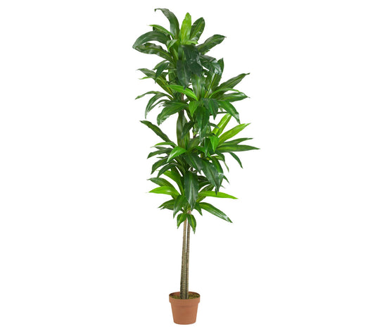 6' Dracaena Silk Plant (Real Touch)