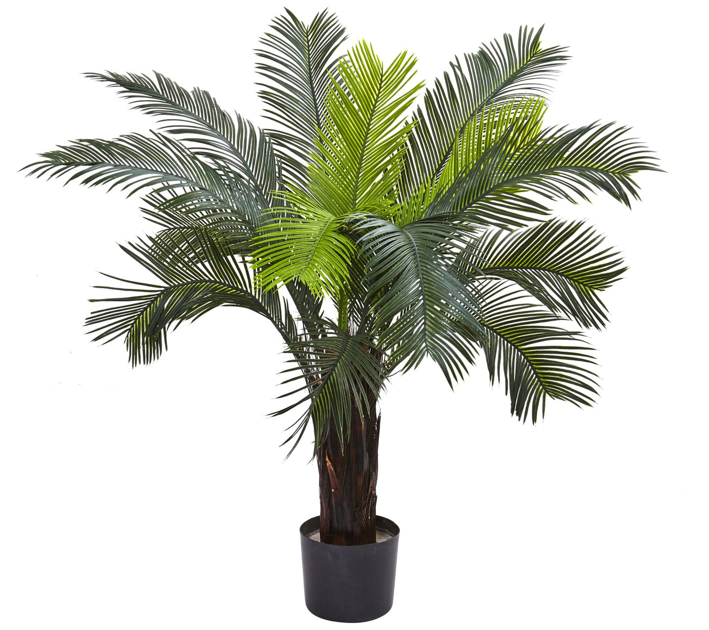 3' Cycas Tree with 15 Leaves by Nearly Natural