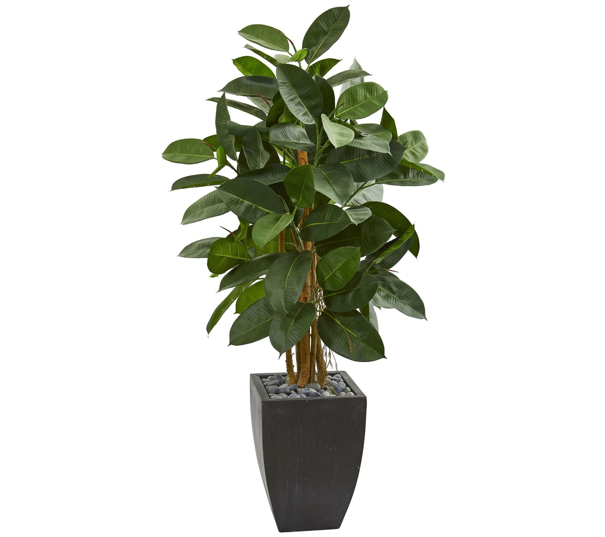 56" Rubber Tree in Black Planter by Nearly Natural