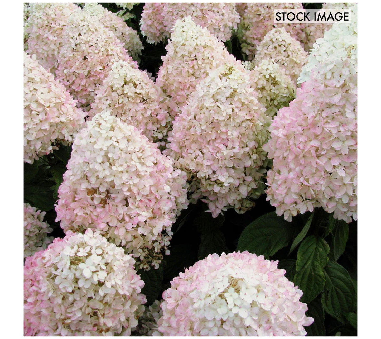 Van Zyverden Hydrangea Sweet Summer 4" Pot Rocketliners 3ct