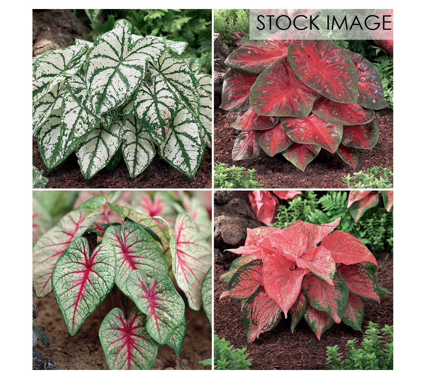 Van Zyverden Caladiums Collection 4 Varieties Set of 12 Bulbs