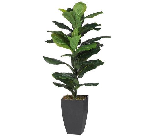 Barbara King Potted Fiddle-Leaf 3' Fig Plant