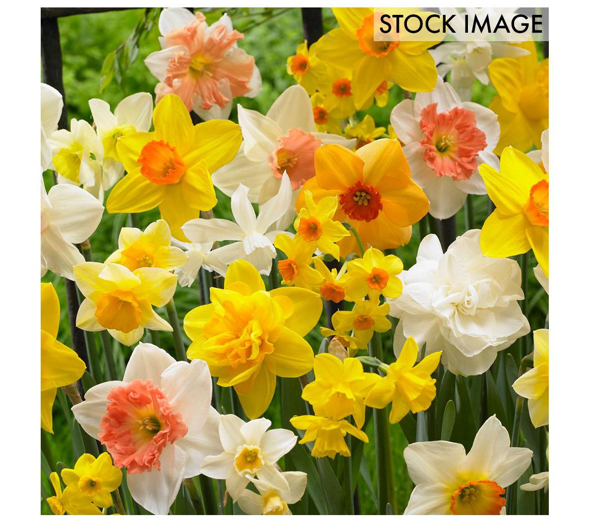 Van Zyverden Daffodils Kitchen Sink Mixture Set of 100 Bulbs