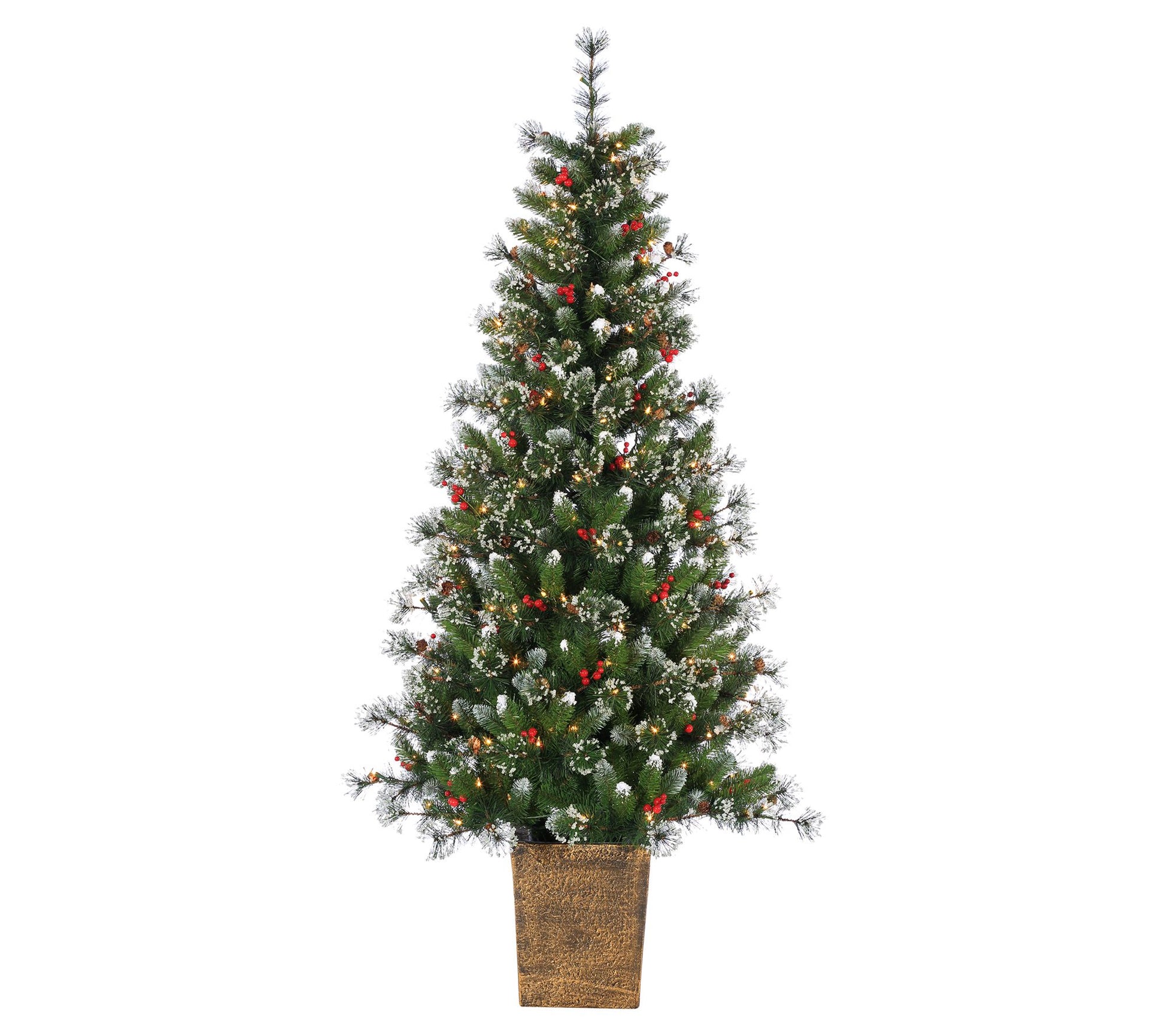 6'H Potted Hard/Mixed Needle Glazier Pine by Sterling Co