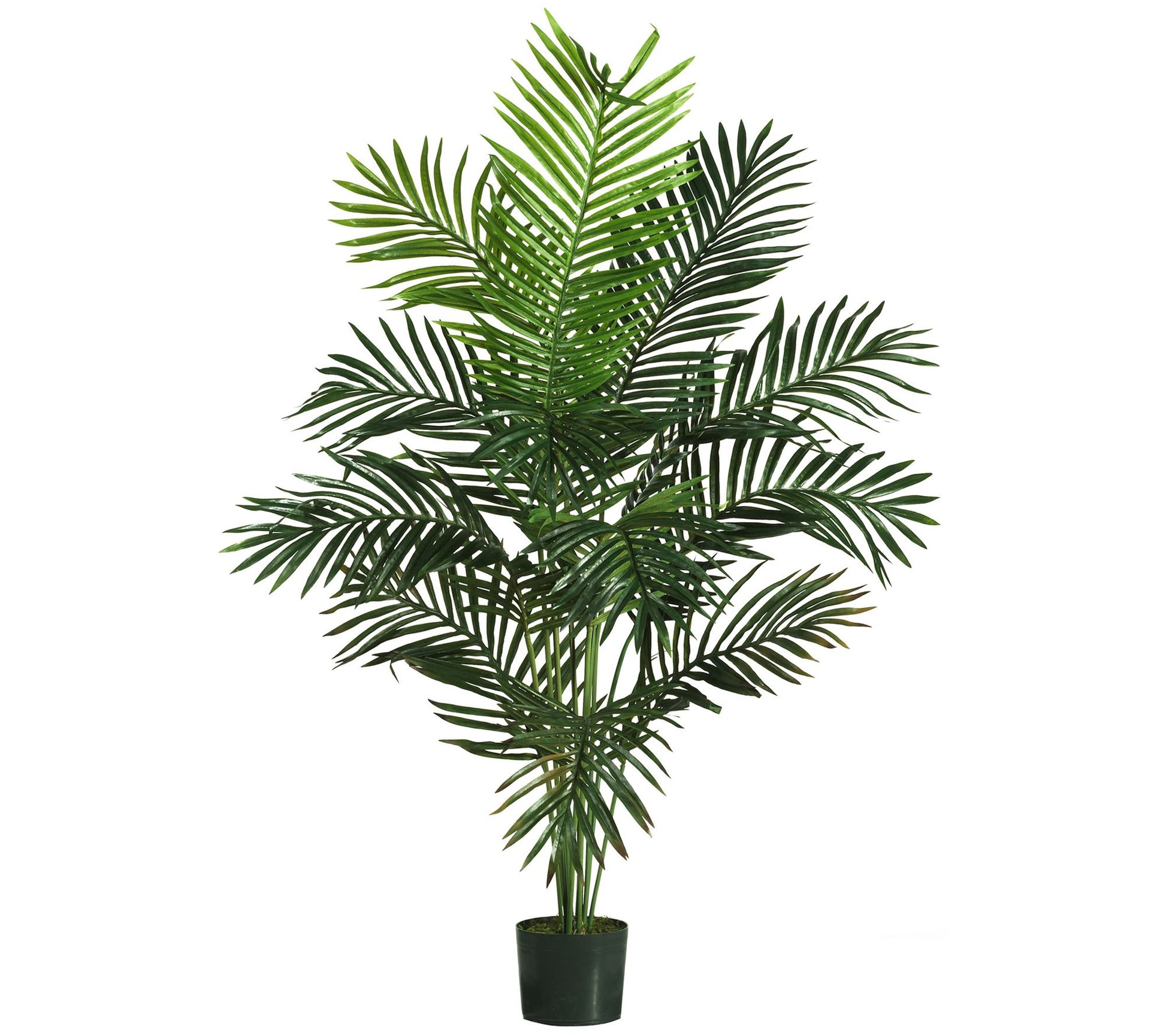 5' Paradise Palm Tree by Nearly Natural