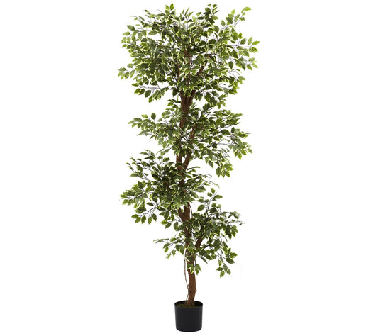 6' Variegated Ficus Silk Tree by Nearly Natural