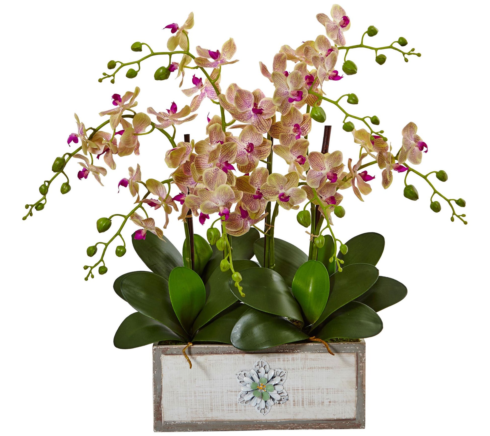 Phalaenopsis Orchid Arrangement in Vase by Nearly Natural