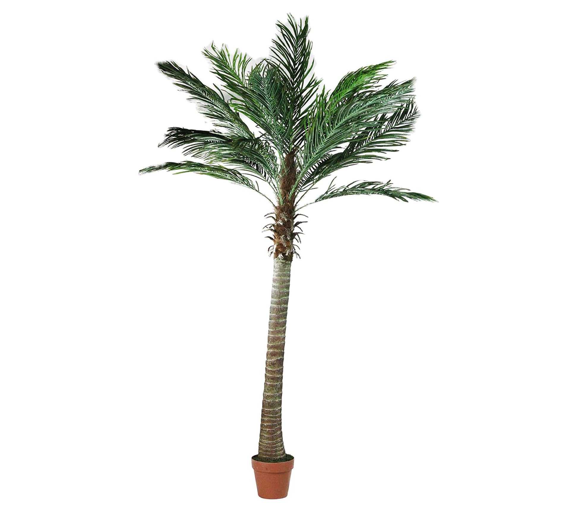 Northlight 6' Potted Artificial Phoenix Palm Tree