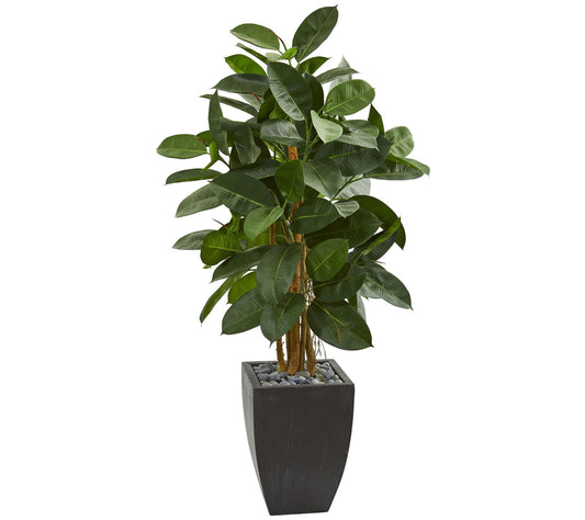 56" Rubber Tree in Black Planter by Nearly Natural
