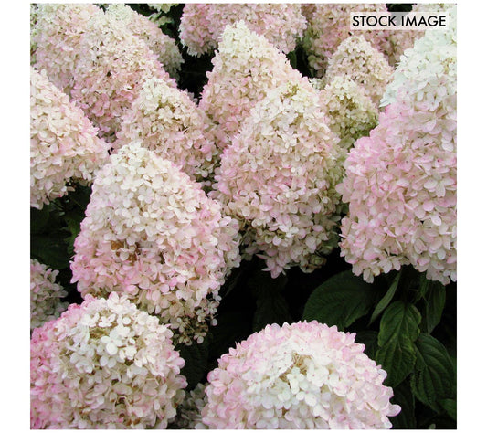 Van Zyverden Hydrangea Sweet Summer 4" Pot Rocketliners 3ct