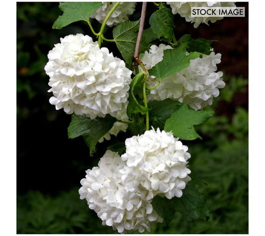 Van Zyverden Viburnum Sterile 4" Potted Rocketliners 3 Plants