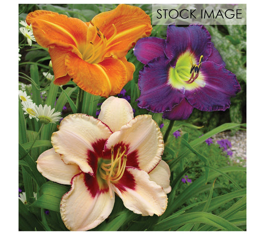 Van Zyverden Daylilies Once In a Lifetime Blend25 Roots