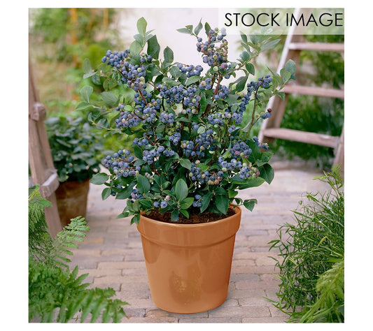 Van Zyverden Patio Gardening Blueberry BluecropKit