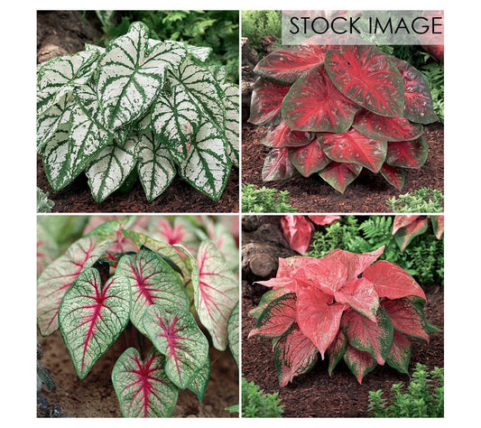 Van Zyverden Caladiums Collection 4 Varieties Set of 12 Bulbs
